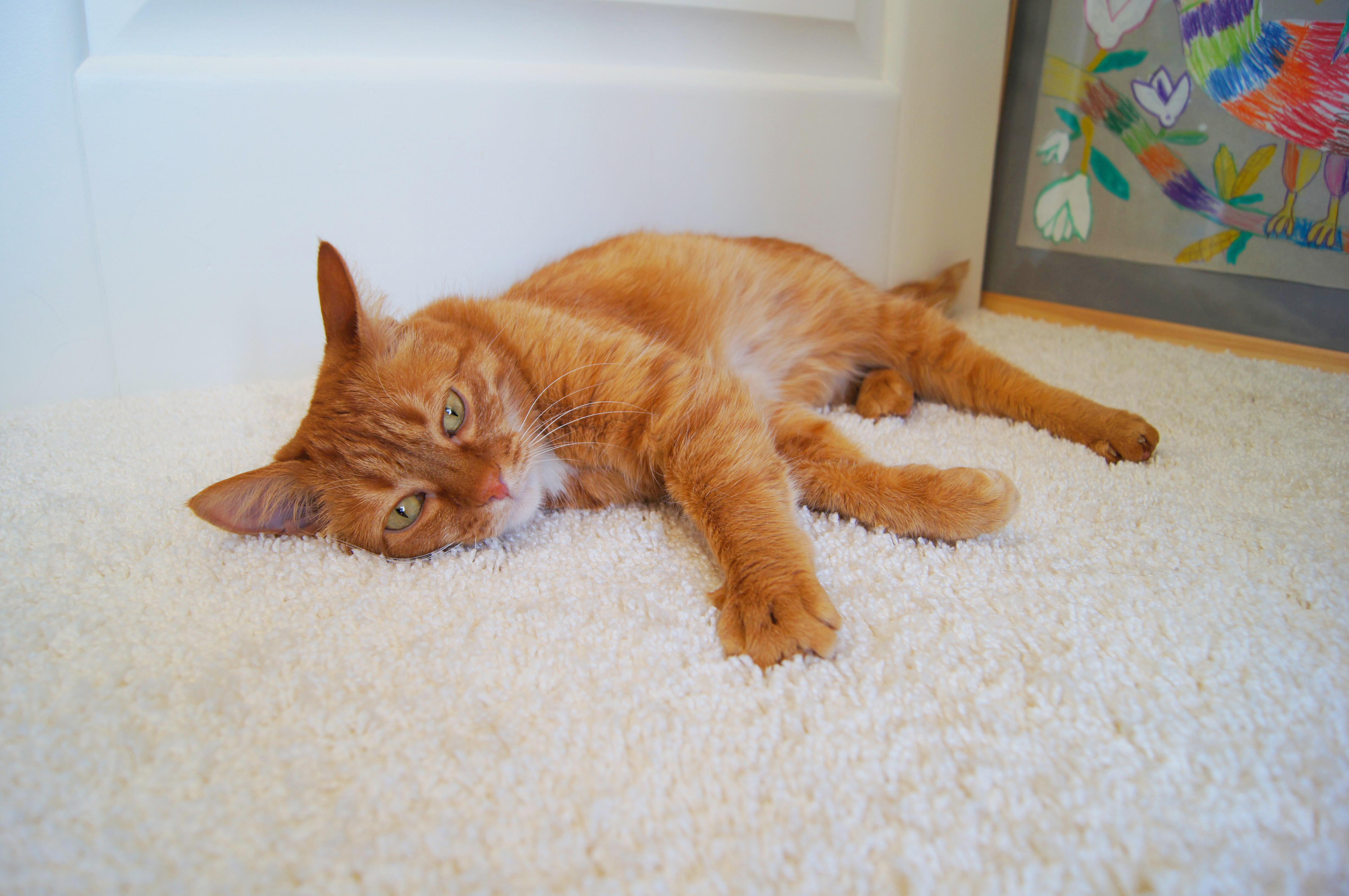 Ковролин "Зартекс" Amarena 140 бежевый (4м) — купить в Омске